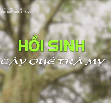 vtv1-hoi-sinh-cay-que-tra-my-quang-nam